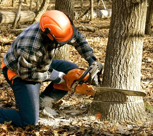 Tree Removal in Old Town, ME